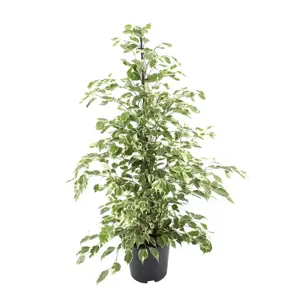 Ficus 'Twilight' (Large)